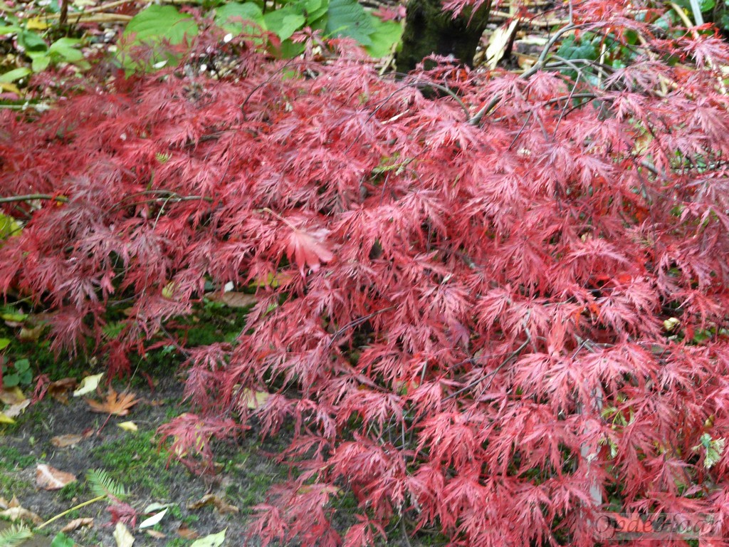 Acer palmatum Garnet 
